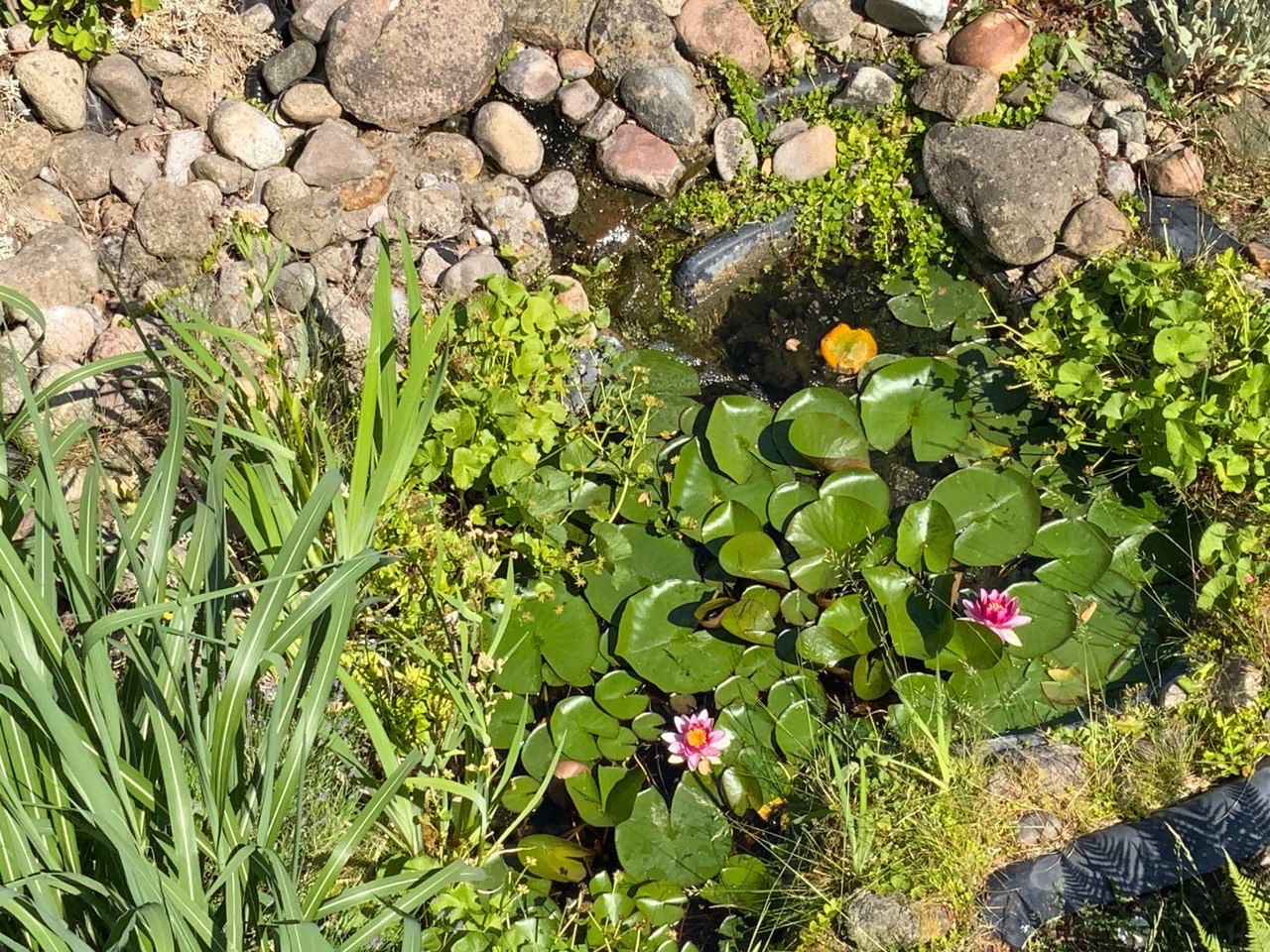 Tageskuren Pinneberg | Naturheilungszentrum - Cura Circum